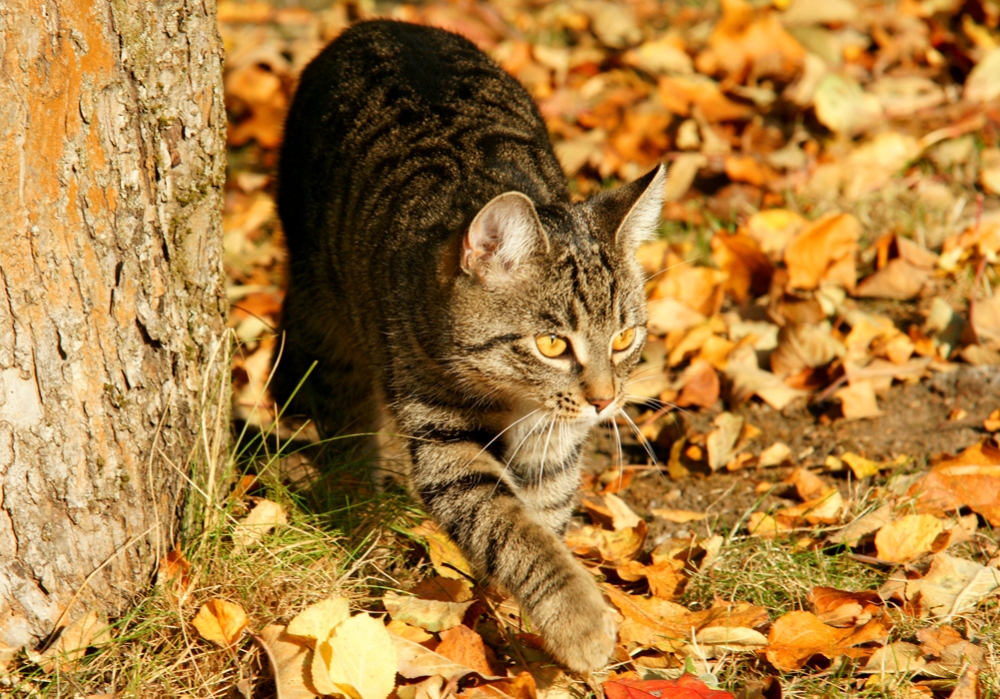 Meine Katzen genießen den Indian-Summer (Bild: Steffen Remmel, dpg_foto_0078.jpg)