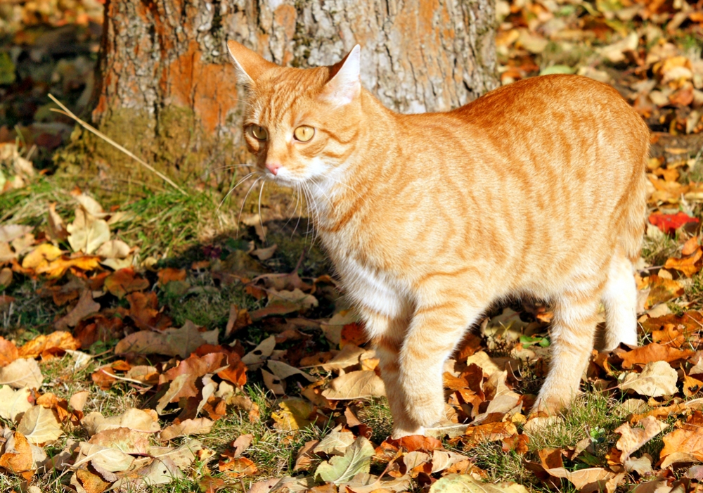 Meine Katzen genießen den Indian-Summer (Bild: Steffen Remmel, dpg_foto_0080.jpg)