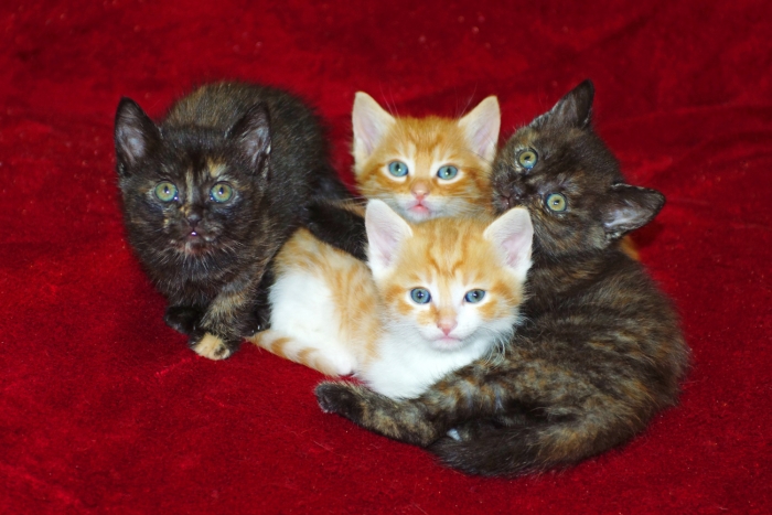 Alle Katzenbabys aus dem zweiten Wurf (Bild: Steffen Remmel, hb_foto_0087.jpg)