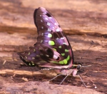 Tropische Schmetterlinge (Bild: Steffen Remmel, 18.11.2006), Tropische Schmetterlinge aus der Flugshow im Frankfurter PalmenGarten. Zu sehen ist ein Geschweifter Eichelhäher (Graphium agamemnon, Flügelspannweite: 8-10 cm).