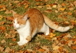 Meine Katzen genießen den Indian-Summer (Bild: Steffen Remmel, 13.11.2011), Kater Leo auf der Lauer, ... Wo fällt das nächste Blatt?