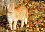 Meine Katzen genießen den Indian-Summer (Bild: Steffen Remmel, 13.11.2011), Kater Lutte durchsucht prüfend in der Ferne, ... .