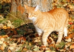 Meine Katzen genießen den Indian-Summer (Bild: Steffen Remmel, 13.11.2011), Kater Lutte durchsucht prüfend in der Ferne, ... .