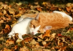 Meine Katzen genießen den Indian-Summer (Bild: Steffen Remmel, 13.11.2011), Schön ist es sich in den Blättern zu räkeln, Kater Leon auf einem Bett von Blättern und genießt die wohltuende wärmenden Sonnenstrahlen des Indian-Summer.
