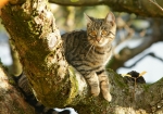 Meine Katzen genießen den Indian-Summer (Bild: Steffen Remmel, 13.11.2011), Katze Maja genießt im Apfelbaum die wohltuende wärmenden Sonnenstrahlen des Indian-Summer.