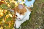 Herbstliches Treiben meiner Katzen im Garten (Bild: Steffen Remmel, 06.11.2011), Kater Leon: Man ist das Hoch