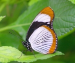 Tropische Schmetterlinge (Bild: Steffen Remmel, 18.11.2006), Tropische Schmetterlinge aus der Flugshow im Frankfurter PalmenGarten.