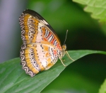 Tropische Schmetterlinge (Bild: Steffen Remmel, 18.11.2006), Tropische Schmetterlinge aus der Flugshow im Frankfurter PalmenGarten. Zu sehen ist ein Nymphainae (Flügelspannweite: 8-9cm)
