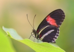Tropische Schmetterlinge (Bild: Steffen Remmel, 18.11.2006), Tropische Schmetterlinge aus der Flugshow im Frankfurter PalmenGarten. Zu sehen ist ein Postbote (Heliconius melpomene, Flügelspannweite: 6-9 cm).