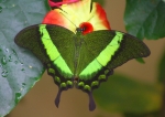 Tropische Schmetterlinge (Bild: Steffen Remmel, 18.11.2006), Tropische Schmetterlinge aus der Flugshow im Frankfurter PalmenGarten. Zu sehen ist ein Neon-Schwalbenschwanz (grünlich-glänzende Flügeloberseite mit neongrünen Binden, Papilio palinurus, Flügelspannweite: 9-15 cm).
